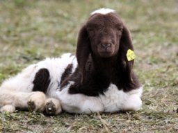 tscheggenausstellung axams 497